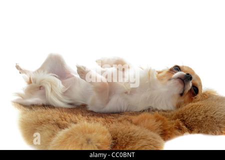 portrait of a cute purebred puppy chihuahua laid down on a fur in front of white background Stock Photo