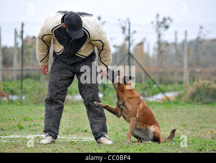 Military attack dog, Belgian Shepherd Dog / Malinois, biting man in ...
