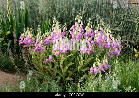 Spanish Peaks Foxglove in full bloom Stock Photo