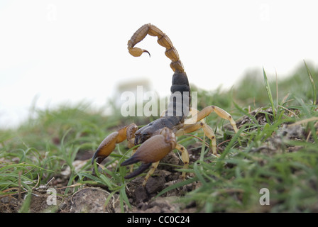 Indian red scorpion, BUTHIDAE, Hottentotta tamulus. Common. One of the ...
