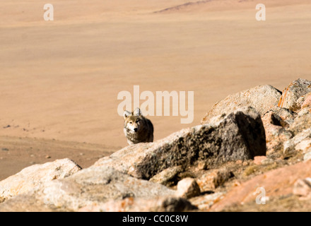 A wild wolf (canis lupis) in the Altai Region of Bayan-Ölgii in Western Mongolia. Stock Photo