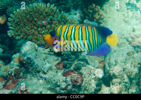 Regal angel fish swimming among corals Stock Photo