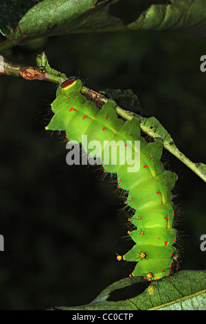 the Indian Lunar Caterpillar (Actias selene) Stock Photo