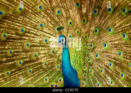 Portrait of Peacock with Feathers Out. Stock Photo