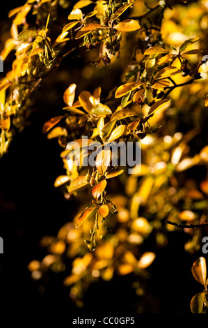 Enkianthus in autumn Stock Photo