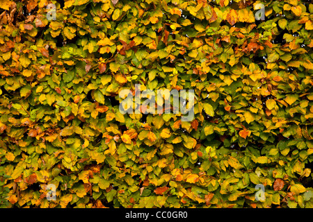 full frame shot of beech hedge with autumn colour leaves in garden Stock Photo