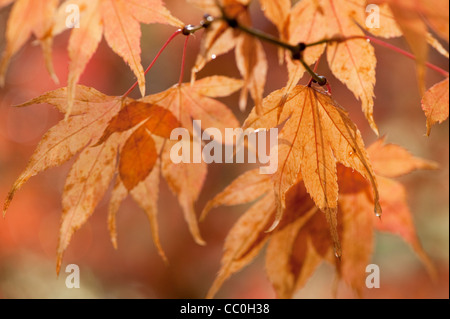 Leaves of an Acer palmatum ssp. Matsumurae, Japanese Maple, in autumn Stock Photo