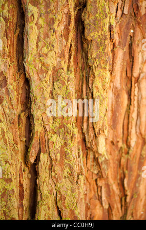 Bark of a Calocedrus decurrens, Incense Cedar, tree Stock Photo