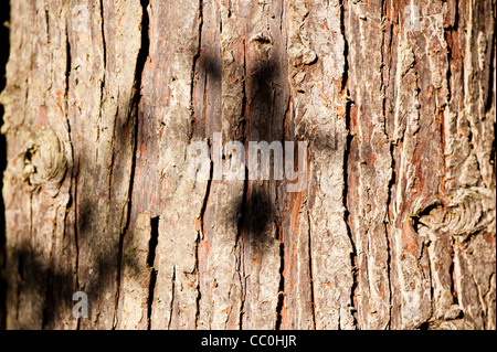Bark of a Chamaecyparis lawsoniana, Lawson Cypress, tree Stock Photo