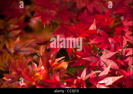 Acer pubipalmatum, Maple, in autumn Stock Photo