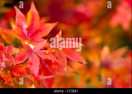 Acer pubipalmatum, Maple, in autumn Stock Photo