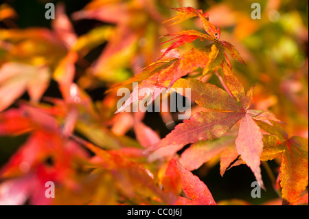 Acer pubipalmatum, Maple, in autumn Stock Photo