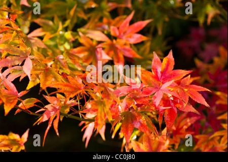 Acer pubipalmatum, Maple, in autumn Stock Photo