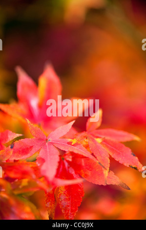 Acer pubipalmatum, Maple, in autumn Stock Photo