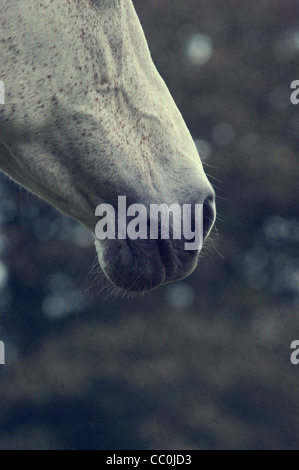 Horse's mouth Stock Photo