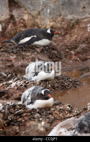 Antarctic Gentoo Penguin Pygoscelis papua nesting bright orange-red bill Antarctic Peninsula rocks pebbles nesting sitting Wil