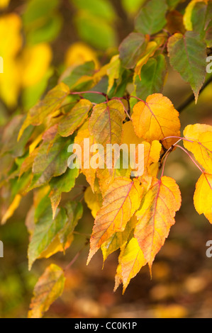 Acer caudatifolium, Snakebark Maple, in autumn Stock Photo