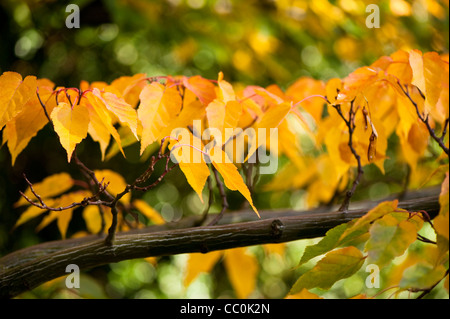 Acer caudatifolium, Snakebark Maple, in autumn Stock Photo