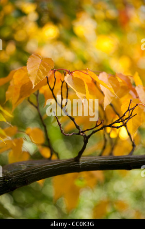 Acer caudatifolium, Snakebark Maple, in autumn Stock Photo