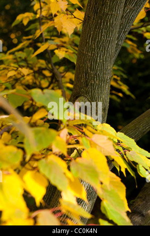 Acer caudatifolium, Snakebark Maple, in autumn Stock Photo