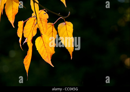 Acer caudatifolium, Snakebark Maple, in autumn Stock Photo