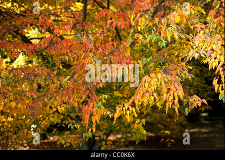 Acer caudatifolium, Snakebark Maple, in autumn Stock Photo