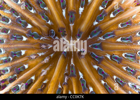 Unidentified coral species detail. Possibly Fungia sp. Buyat Bay, North Sulawesi, Indonesia, Pacific Ocean. Stock Photo