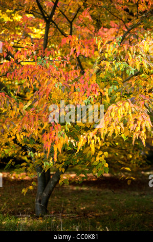 Acer caudatifolium, Snakebark Maple, in autumn Stock Photo