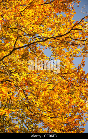 Fagus sylvatica ‘Rotundifolia’, Round-leaved Beech, in autumn Stock Photo