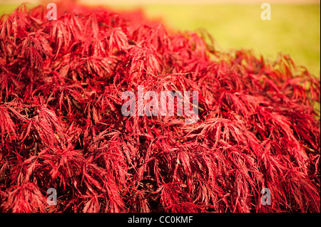 Acer palmatum var dissectum ‘Crimson Queen’, Japanese Maple ‘Crimson Queen’, in autumn Stock Photo
