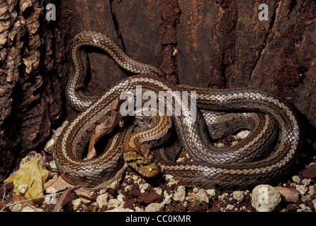 Leopard Snake Zamenis situla, Colubridae, Italy Stock Photo