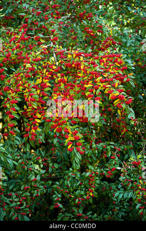 Cotoneaster frigidus, Tree Cotoneaster, in autumn Stock Photo