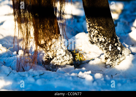 Close up of horse fetlocks and hooves in snow Stock Photo