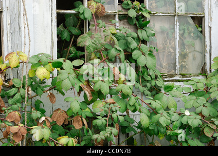 Brambles growing through an old building's broken window panes. Stock Photo