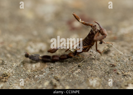 Corpse Of An Scorpion Trapped Into A Spider Web Stock Photo
