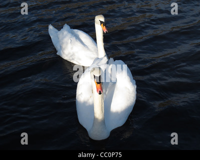 Two white swans swimming in the river.  Pure, beautiful, royal birds. Stock Photo