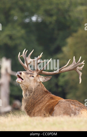 Red stag deer with raised head and open mouth laying in grass Stock Photo