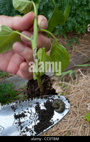 Example of stem damage to chili plant caused by cutworm moth larva Stock Photo