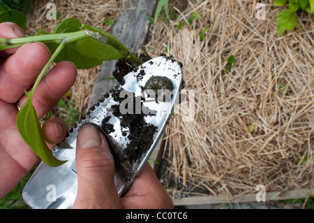 Example of stem damage to chili plant caused by cutworm moth larva Stock Photo