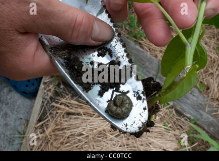 Example of stem damage to chili plant caused by cutworm moth larva Stock Photo