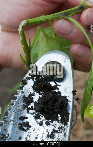 Example of stem damage to chili plant caused by cutworm moth larva Stock Photo