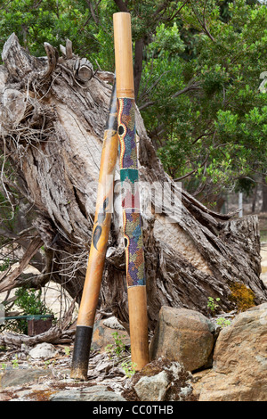 Two didgeridoos, indigenous Australian musical wind instruments, lean against fallen tree stump. Stock Photo