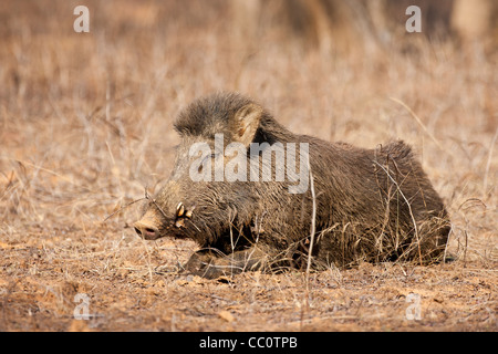 Wild boar, Sus scrofa, in Ranthambhore National Park, Rajasthan, India Stock Photo