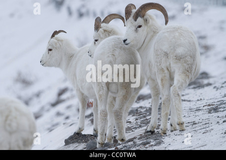 Dall Sheep (Ovis dalli) rams & ewe in snow in Atigun Pass, Brooks Range mountains, Alaska in October Stock Photo