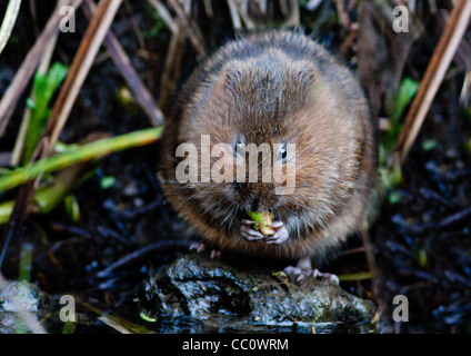 British Water Vole having a little feast. Stock Photo