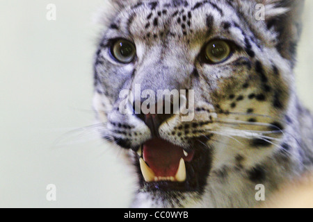 Snow leopard- Panthera unica Stock Photo