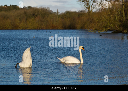 pair of mute swans cygnus olor on lake,one feeding on weeds plant growth / roman lakes marple Cheshire Stock Photo