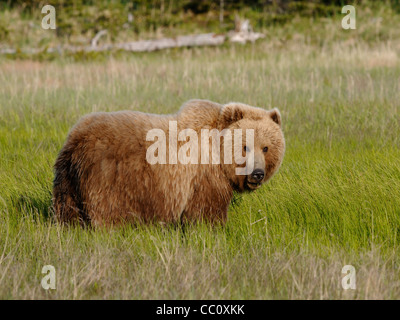 A Brown Bear ( Ursus arctos ) pauses from feeding in an Alaskan sedge field Stock Photo