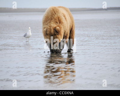 A Brown Bear ( Ursus arctos ) feeds on a clam it has dug up from an Alaskan beach Stock Photo
