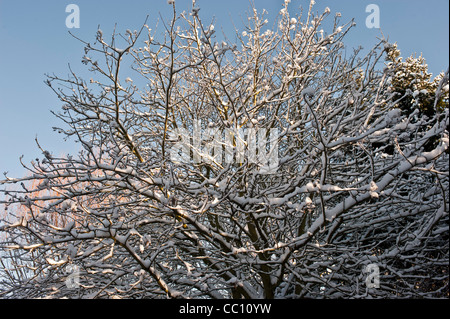 Snow covered tree branches against a blue sky. Stock Photo